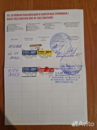 Кане Корсо девочка