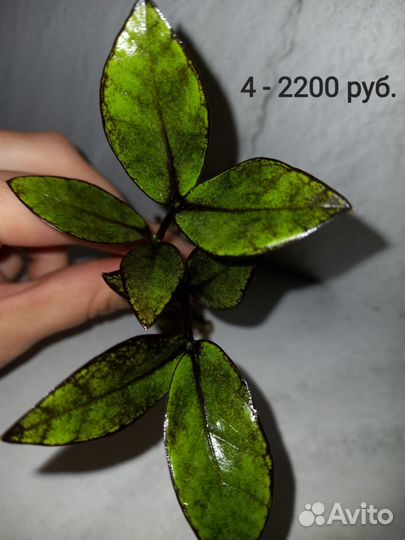 Замиокулькас variegated Emerald Black