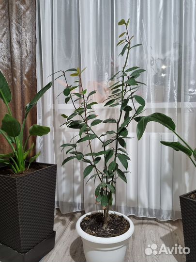 Лавровое дерево