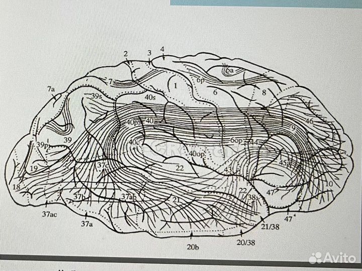 Логопед-дефектолог, нейропсихолог, сурдопедагог