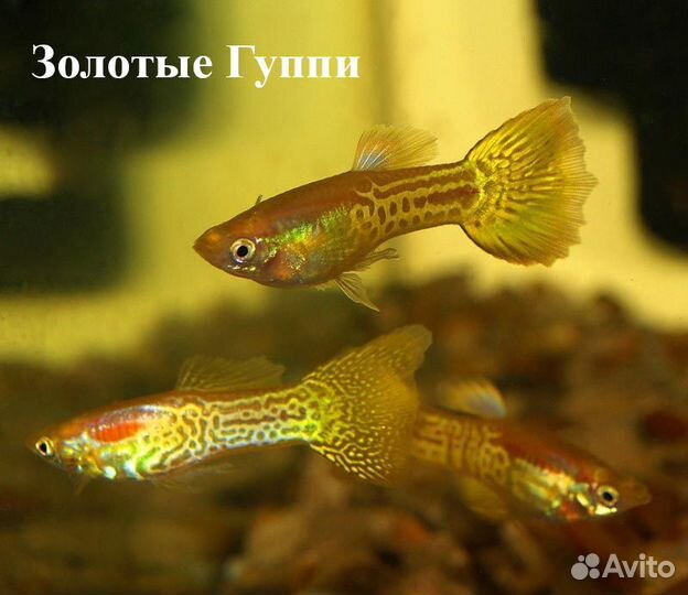 Аквариумные рыбки Гуппи разных видов