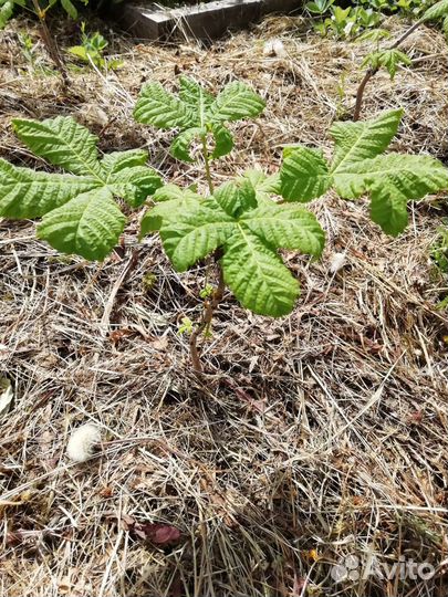 Саженцы каштана