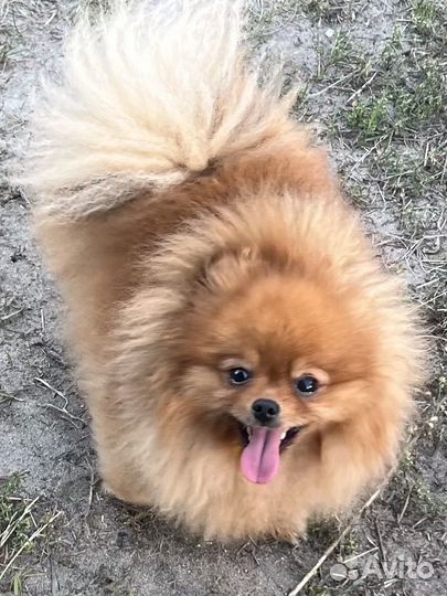 Передержка домашних животных