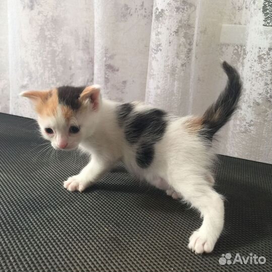 Котенок девочка в добрые руки
