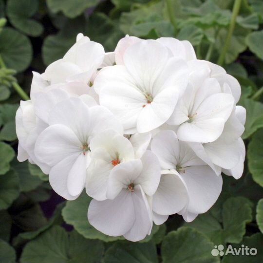 Пеларгония Ред Пандора тюльпановидная