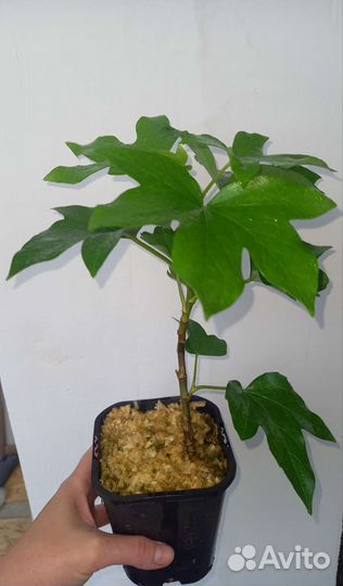 Фатсхедера