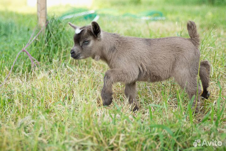 Продам камерунского козлика