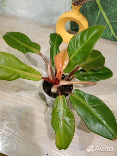 Филодендрон