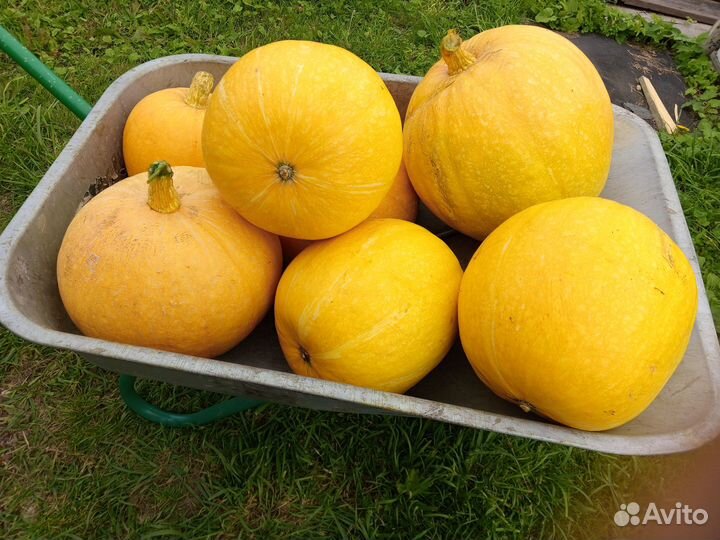 Продам тыкву