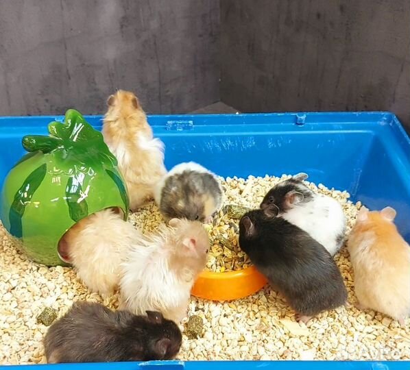 Сирийские и Ангорские хомячки