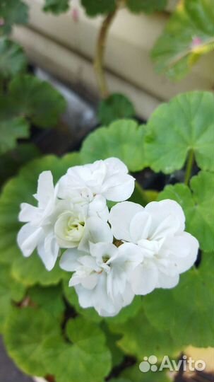 Пеларгонии, толстянка