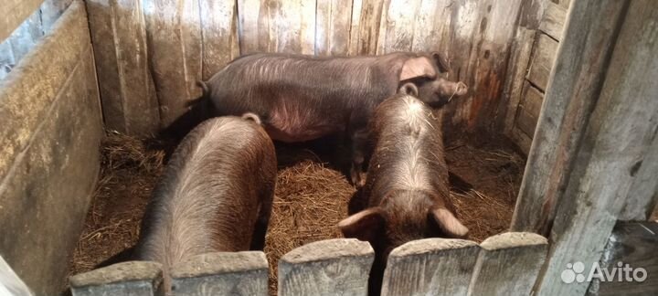 Мясо свинины