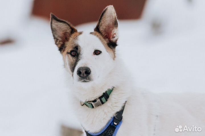 Шпиц в добрые руки