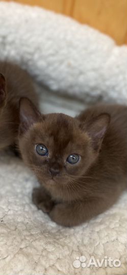 Котята бурмы