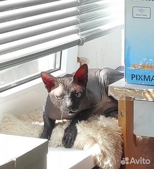 Донской сфинкс