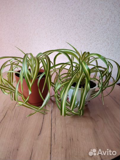 Сингониум, хлорофитум, бегония