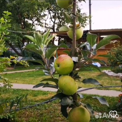 Яблони колоновидные,вишня,черешня