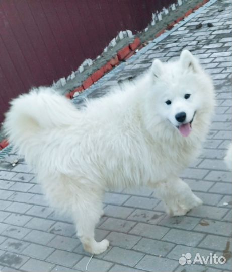 Подрощенный мальчик