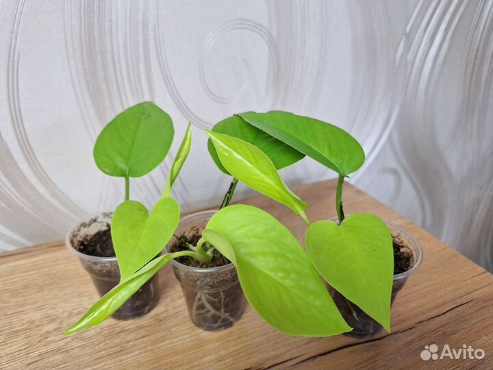 Эпипремнум, Сциндапсус, Филодендрон