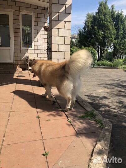 Аляскинский маламут вязка