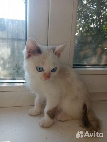 Авито рубцовск котята. Авито рубцовск котята. Каким цветом рождаются сиамские котята. Авито рубцовск котята. Авито рубцовск котята.