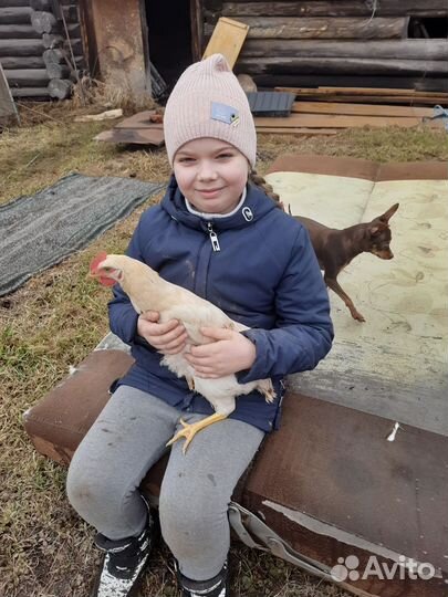 Петухи ломан браун