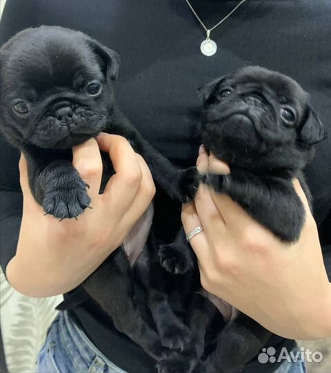 Щенки мопса