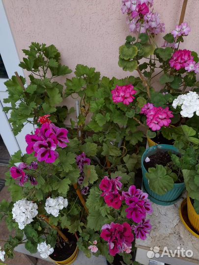 Герани или пеларгонии