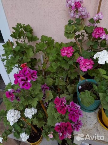 Герани или пеларгонии