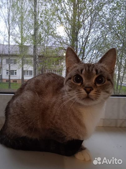 Кошка в дар