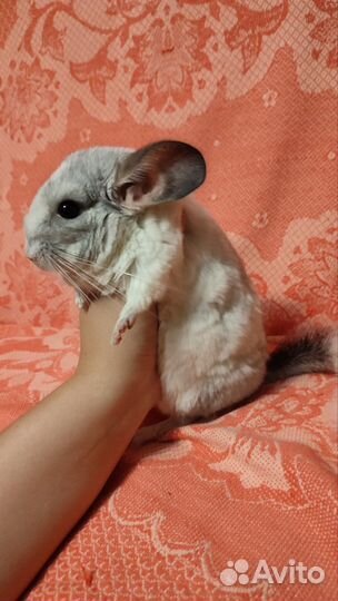 Шиншилла