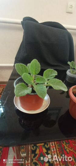 Детки сортовых фиалок