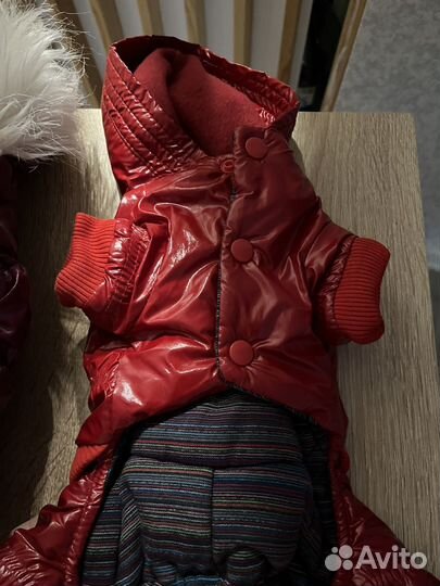 Одежда для маленьких собак xs