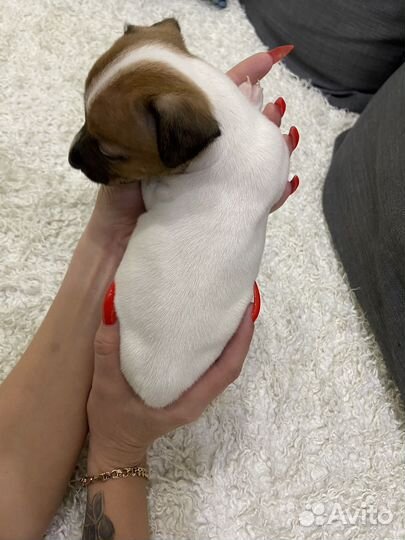 Щенки джек рассел терьер