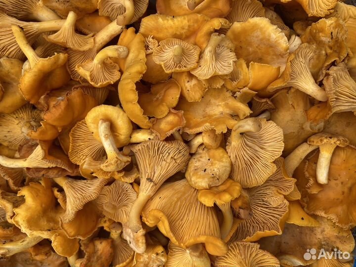 Грибы Лисички Белый гриб