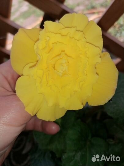 Бегония клубневая америгибрид