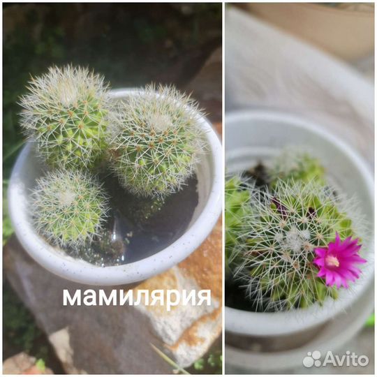 Комнатные растения