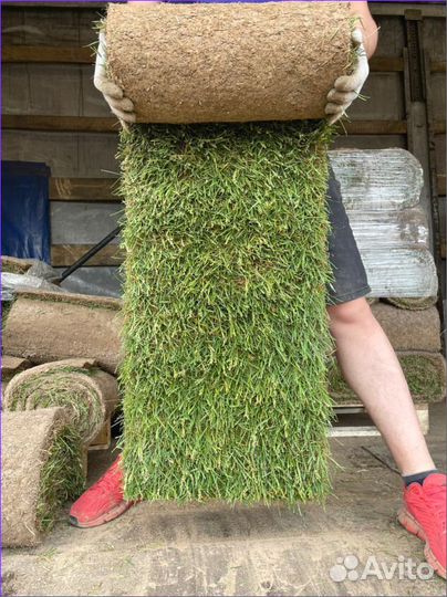 Рулонный газон