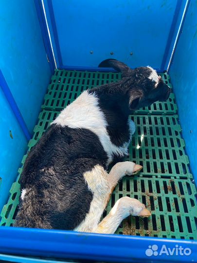 Бокс для сушки телят New farm