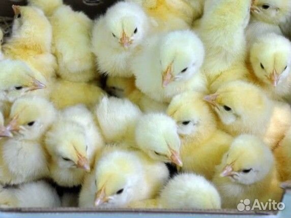 3-ех суточный бройлер