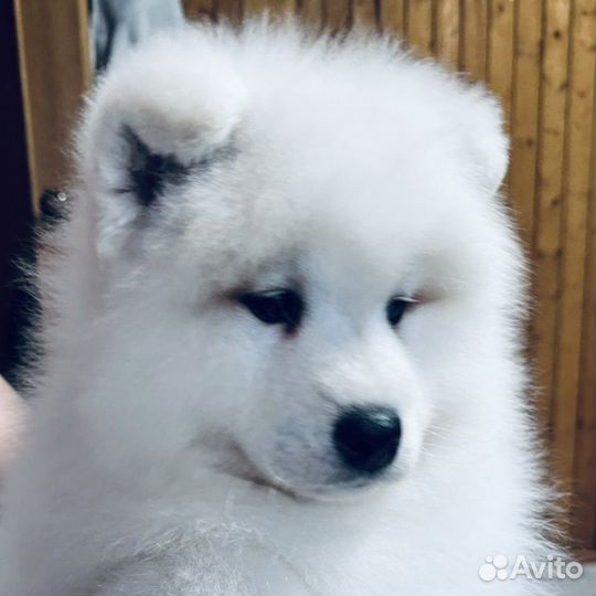 Самоедская лайка