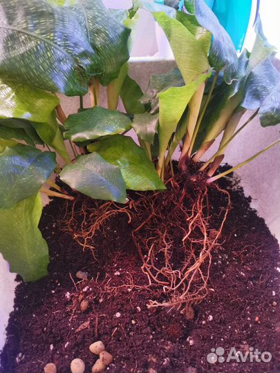 Комнатные растения ассорти