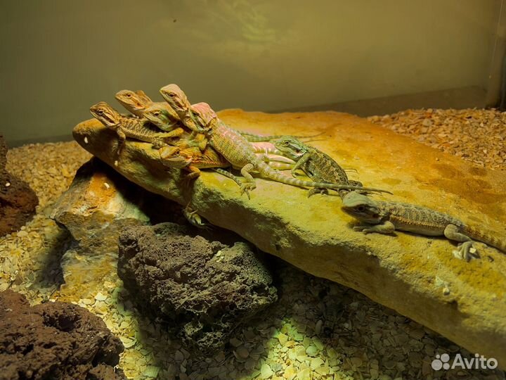 Бородатая агама