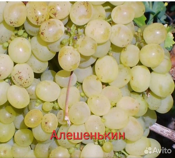 Саженцы и черенки винограда