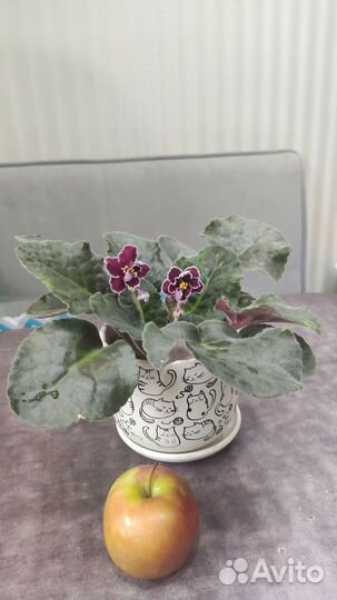 Фиалка цветущая 