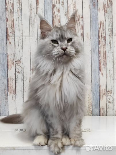 Взрослые девочки мейн-кун