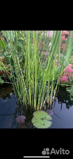 Растения для пруда