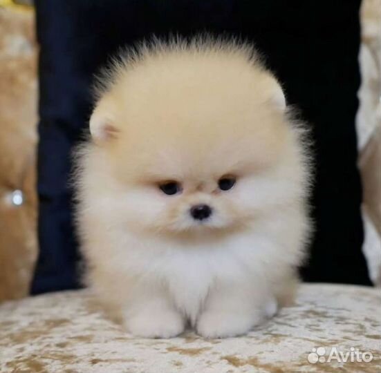 Померанский шпиц эксклюзивный