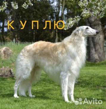 Русская псовая борзая