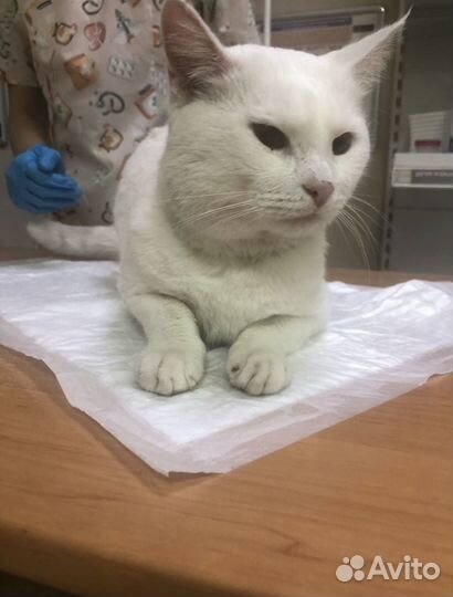 Кот в добрые руки